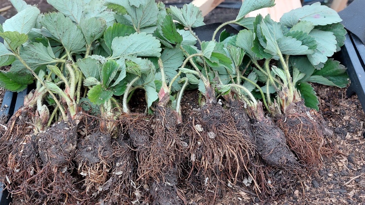 Саженцы клубники на огороде