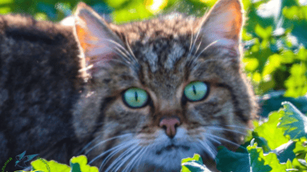 На Одещині помітили рідкісного кота — у чому унікальність тварини - 285x160