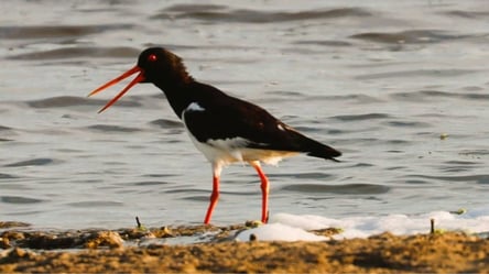 На Одесчине возле моря заметили редких краснокнижных птиц - 285x160