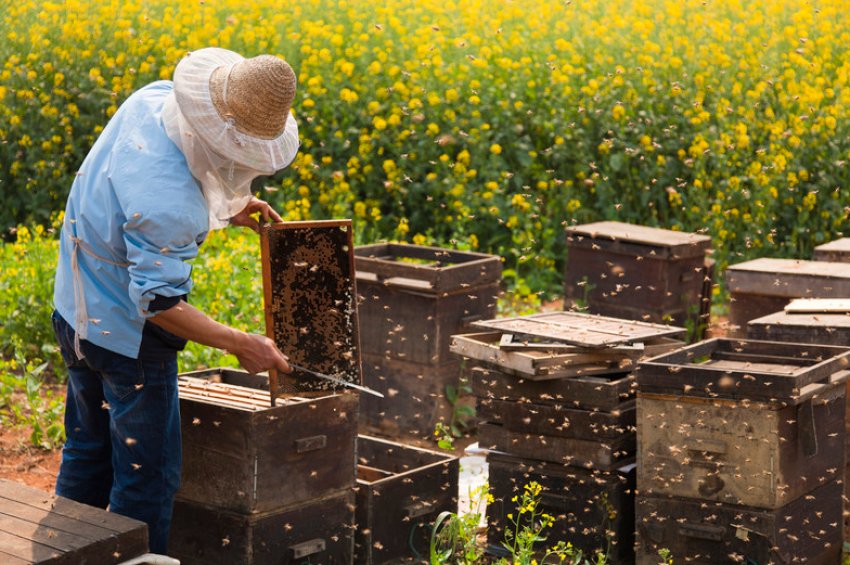 Що варто врахувати перед тим, як почати розводити бджіл