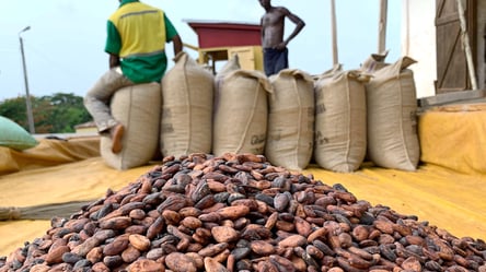 Дефіцит какао та закриття заводів — чому світове виробництво шоколаду перебуває у кризі - 290x166
