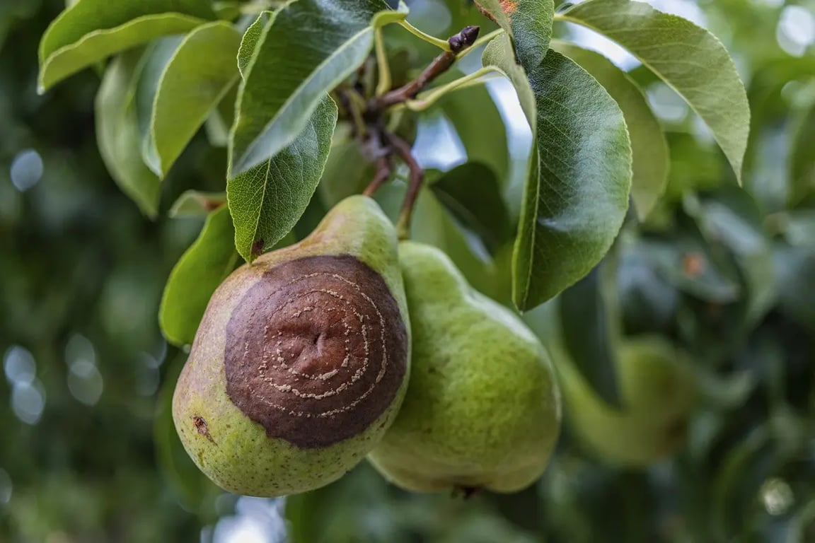 Причины, почему груши начинают гнить