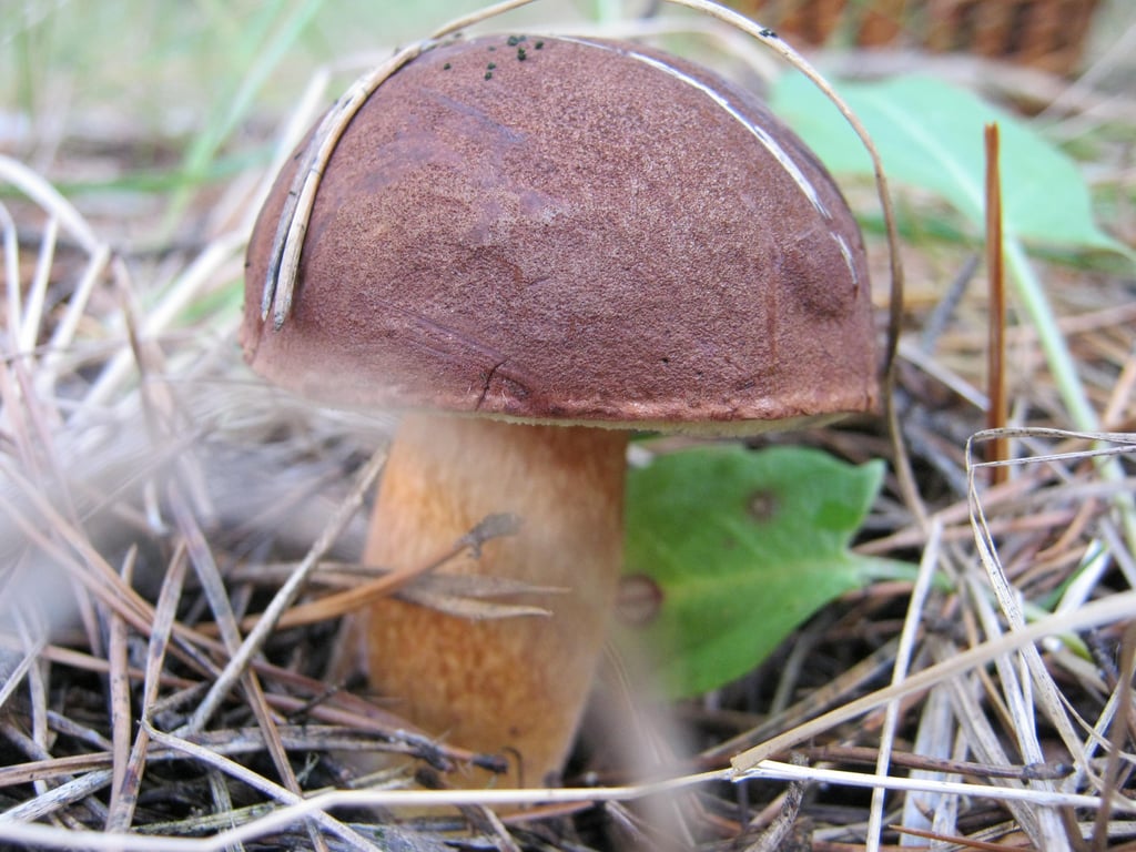 Как выглядит польский гриб