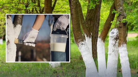 Як приготувати стійку побілку для дерев — не змиється і захистить - 290x166
