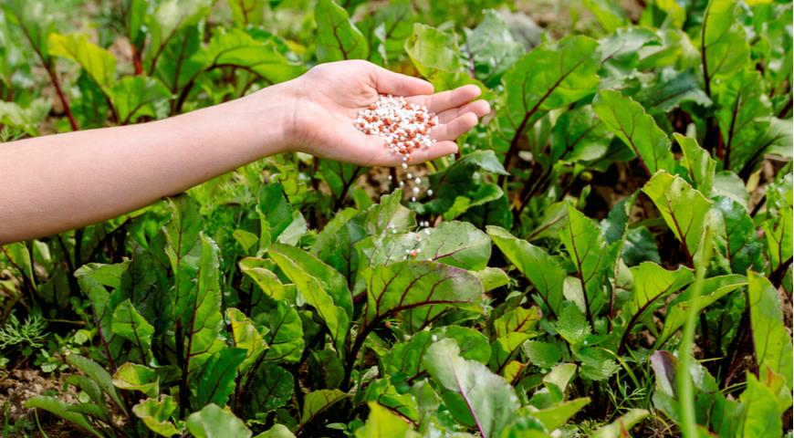 Подкормка свеклы