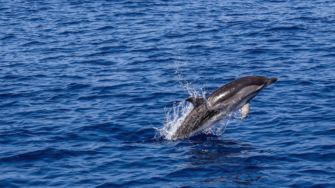 На Одесском побережье обнаружили труп дельфина