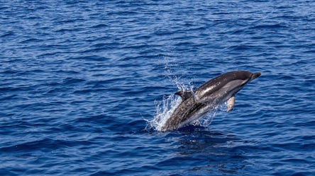 На Одеському узбережжі знайшли труп дельфіна - 285x160