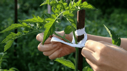 Як підв'язувати помідори на городі, щоб вони не травмувалися об землю — поради - 285x160