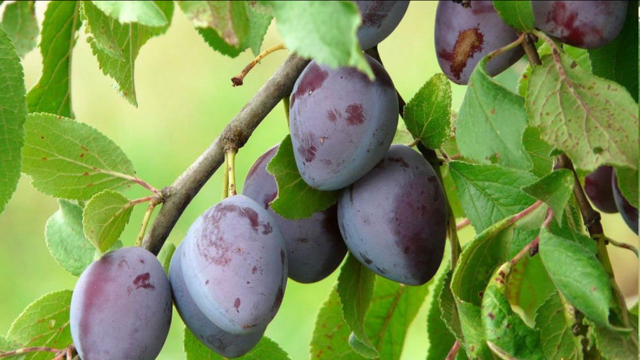 Ці дерева найкраще садити саме в серпні — секрети садівників - фото 2