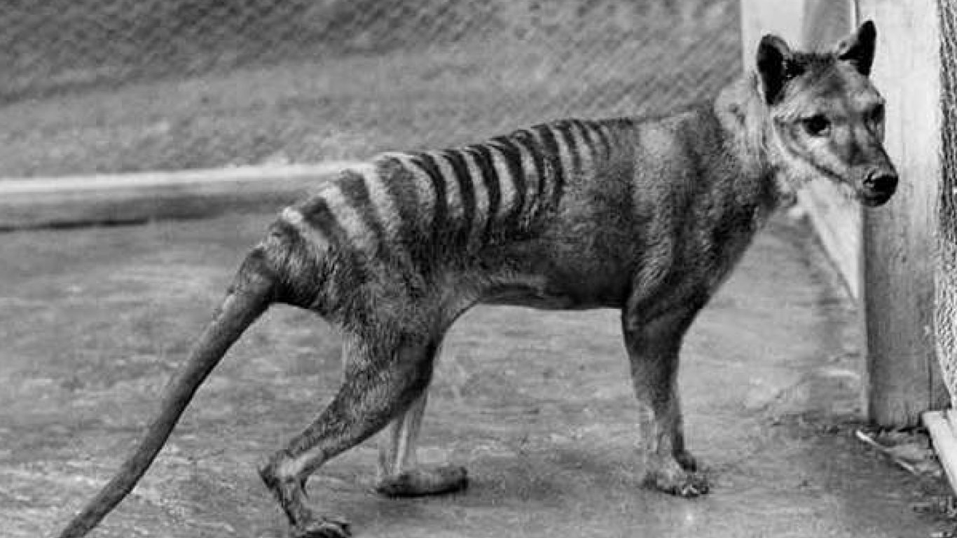 Останній помер ще 87 років тому: вчені вперше дослідили РНК тасманійського тигра