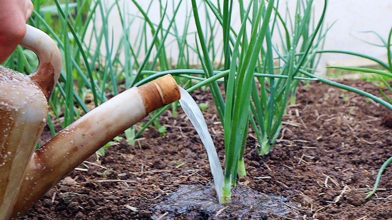 Подкормка лука