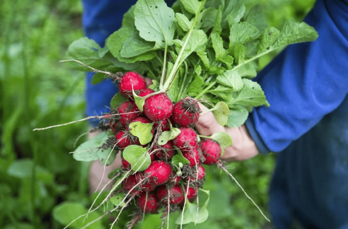 Урожай редиски
