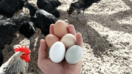 Домашні яйця на Новий рік 2026 — що поставити в курник взимку - 285x160