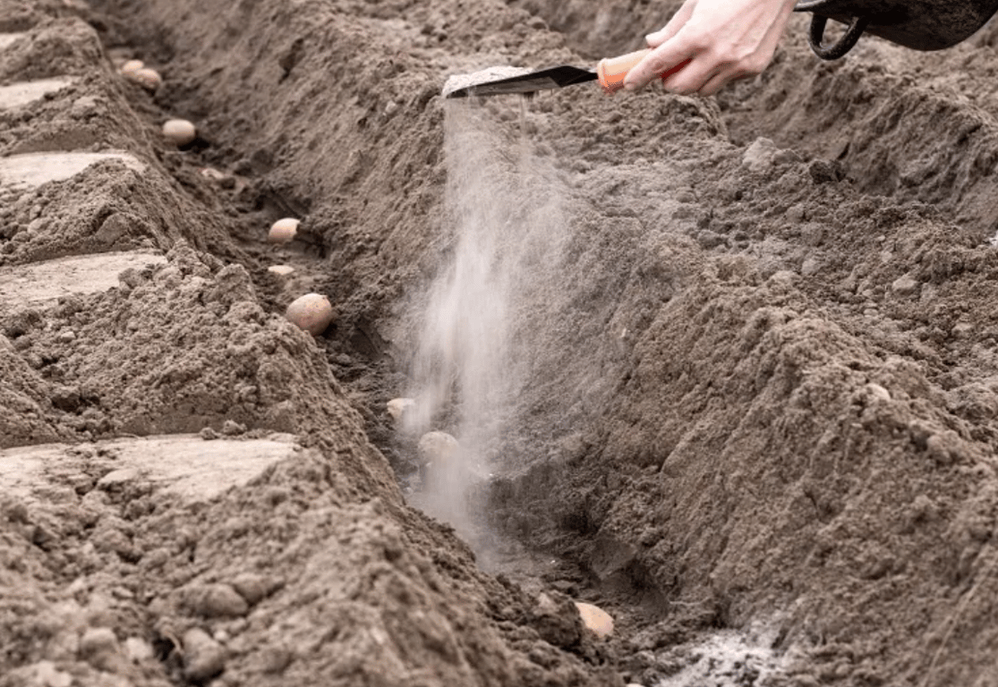 Подкормка картошки