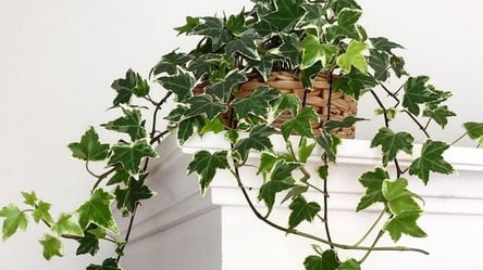 Кімнатний плющ може загинути — поширені помилки власників - 285x160