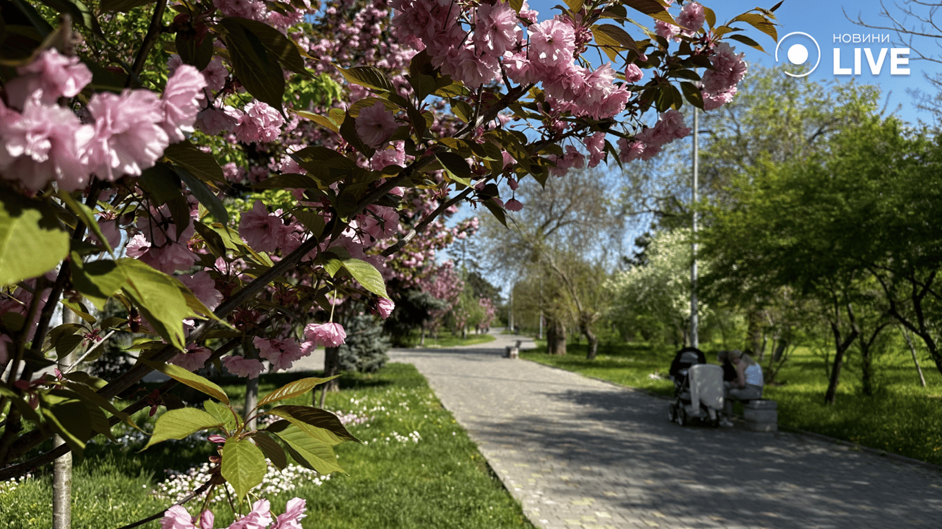Цвітіння сакури
