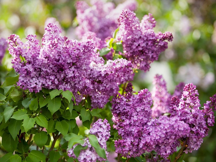 Кущ бузку у саду.