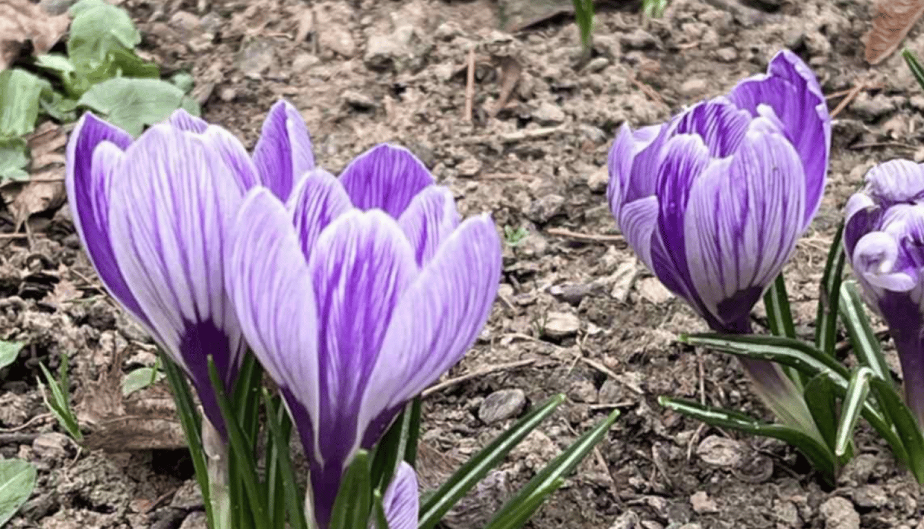 Парку у Львові