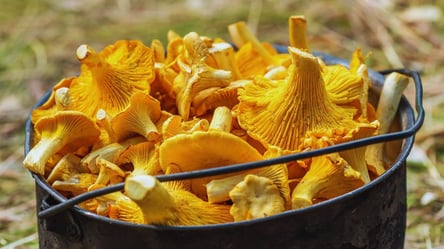 Как приготовить лисички с картофелем: самые вкусные грибы к ужину - 285x160