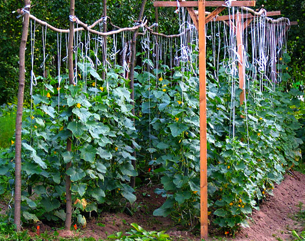 Вертикальная подвязка огурцов.