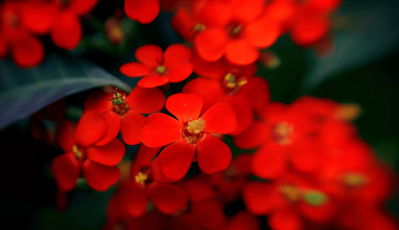 Красные цветы