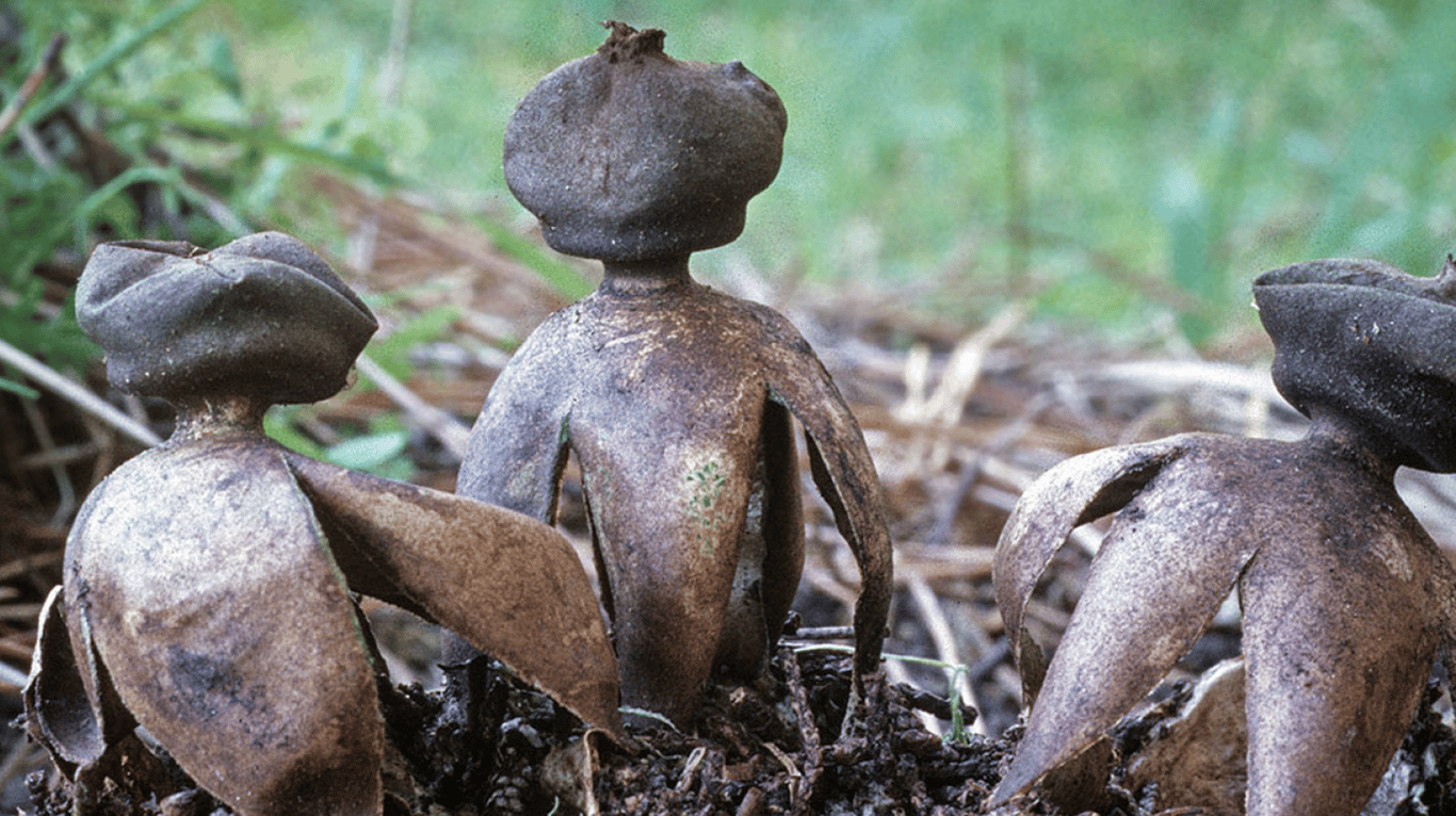 Гриби Geastrum fornicatum