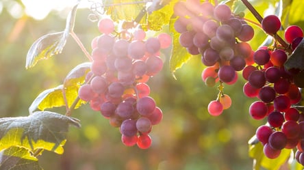 Найкращі сорти винограду для вина та щедрого врожаю - 285x160