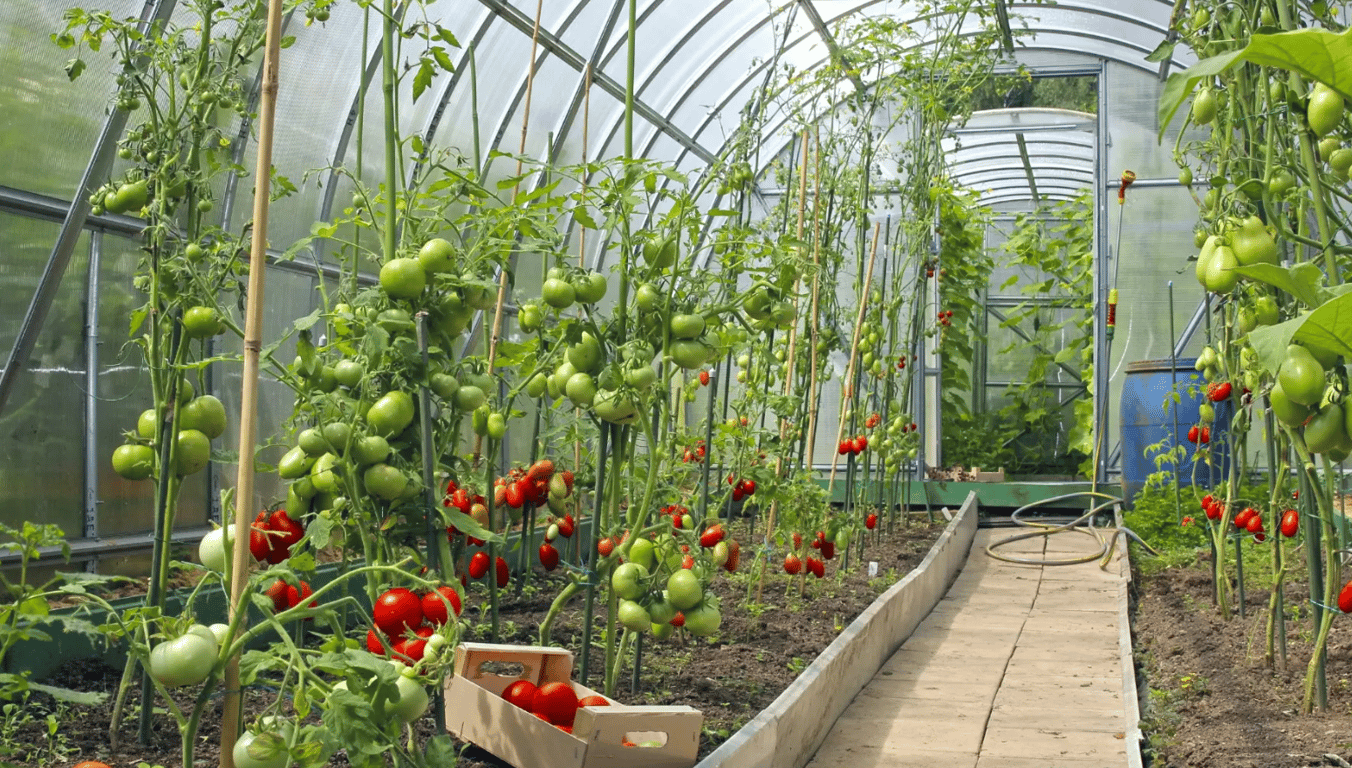 Помідори в теплиці.