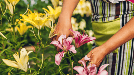 Подготовка лилий к зиме — советы, чтобы луковицы не вымерзли - 285x160