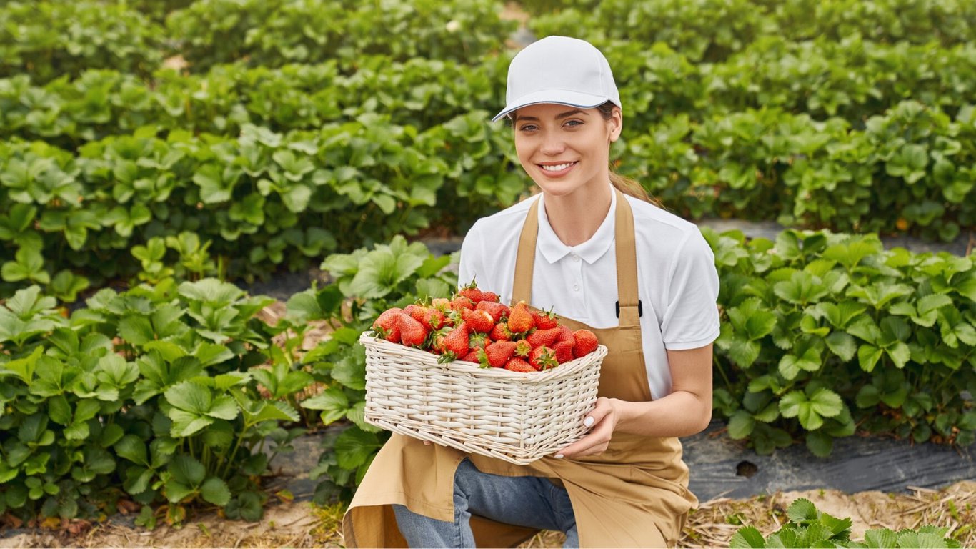 Якими добривами підживлювати полуницю навесні найкраще — секрети садівників