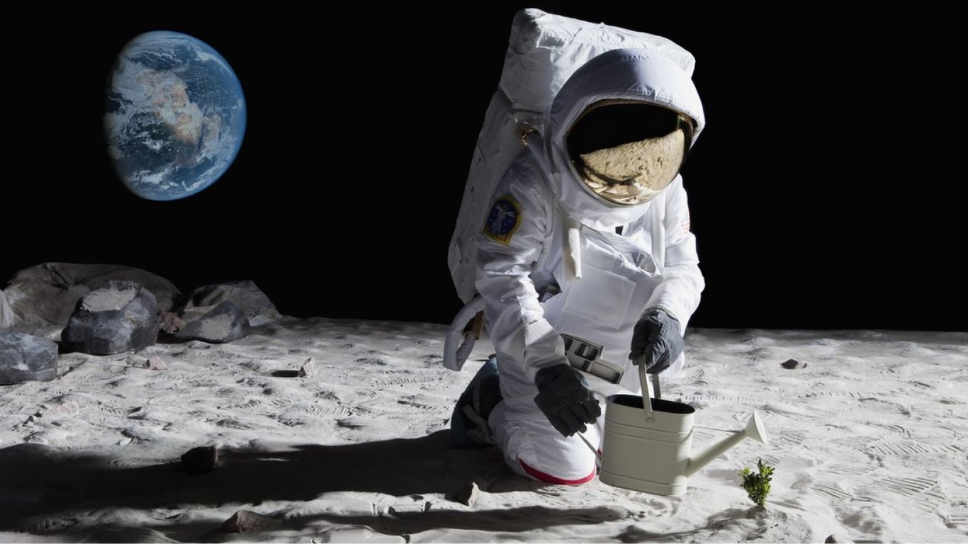 Ученые вырастили хлопок на Луне — детали удачного эксперимента