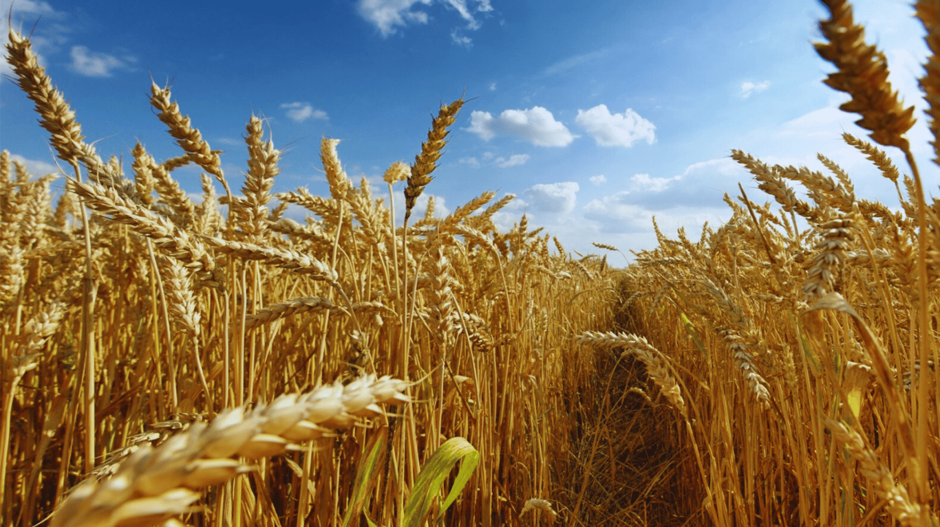 прикмети для вдачі на серпень