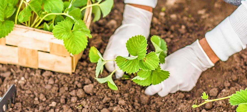 Як садити полуницю під зиму — поради садівників