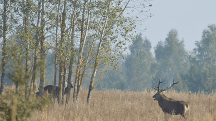 В Чернобыле олени стали угрозой для водителей — какая причина - 285x160