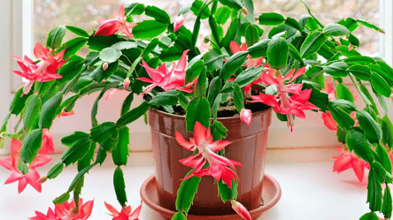 Как заставить цвести рождественник — советы опытных цветоводов - 285x160