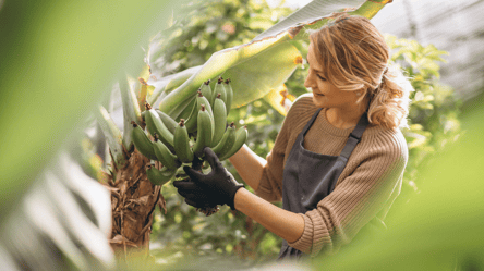 Тропіки посеред України — де на Київщині вирощують банани - 285x160