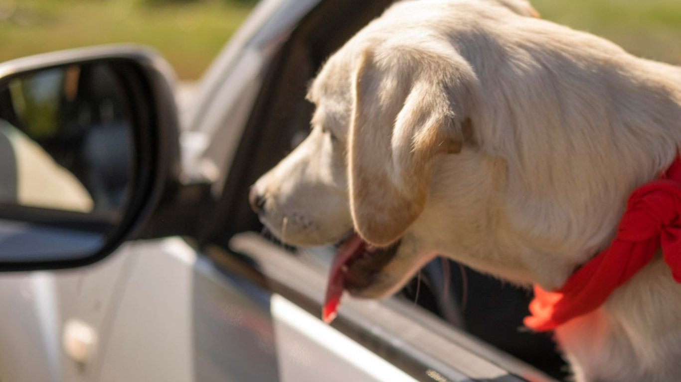 Собака за рулем: полиция не оценила цирковой трюк и оштрафовала владельца авто