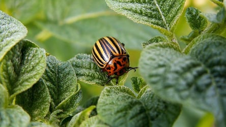 Три квітки проти колорадського жука — ефект вражає - 285x160