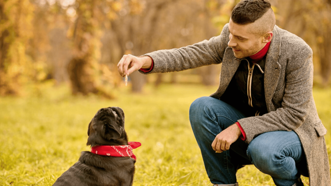 Які породи собак найважче дресирувати — ТОП-5 тварин, з якими потрібно терпіння