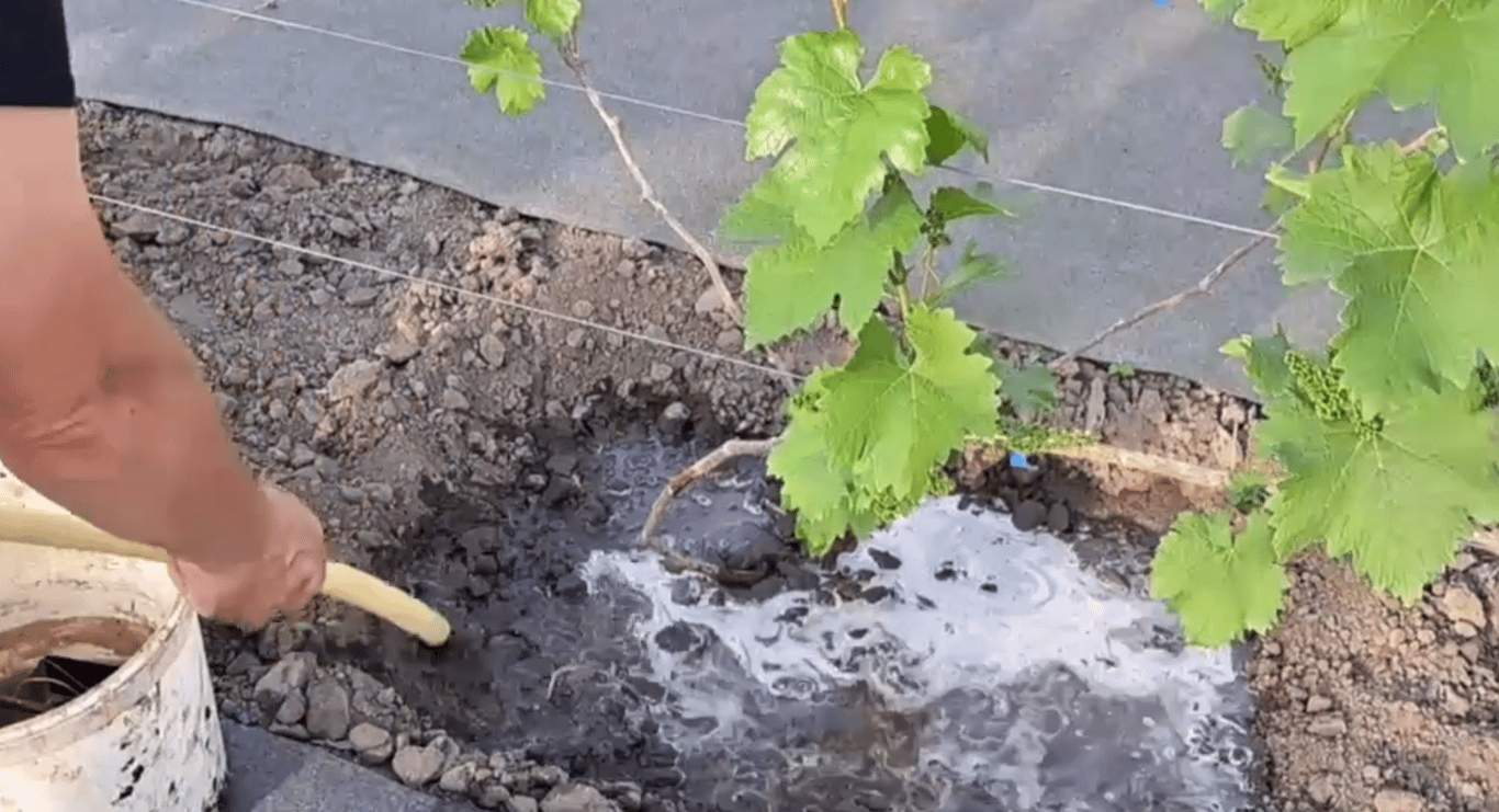 Полив винограда