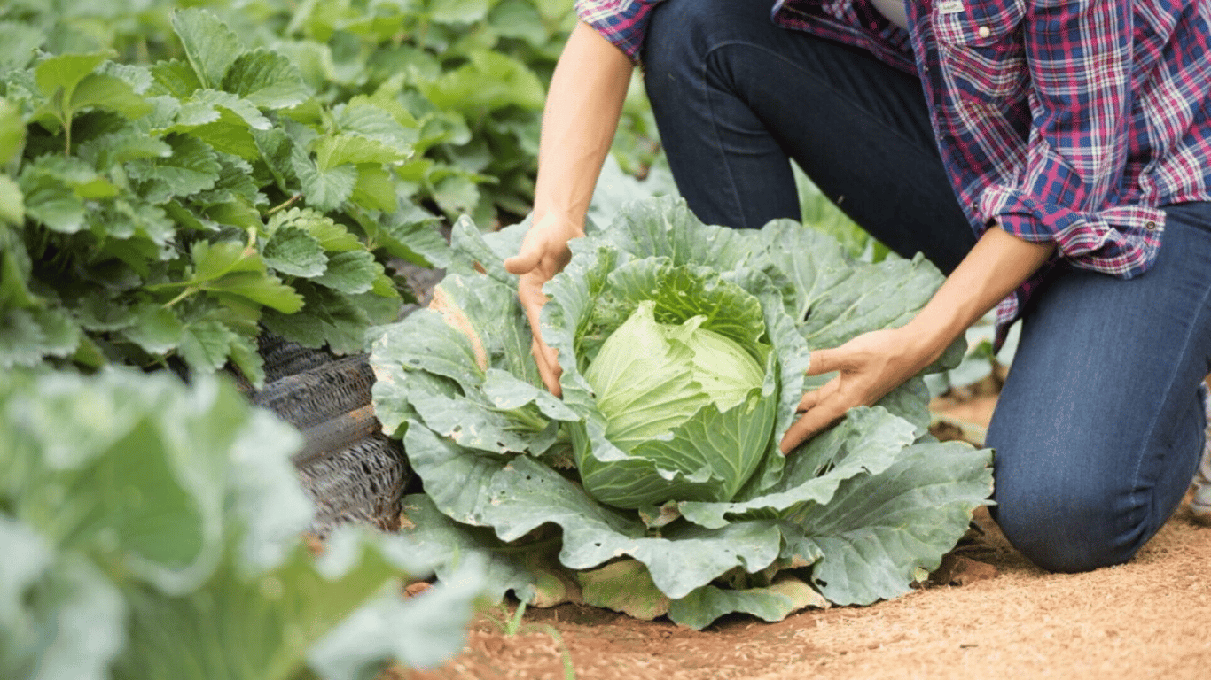 Что посадить возле капусты на огороде — советы, которые помогут получить большой урожай