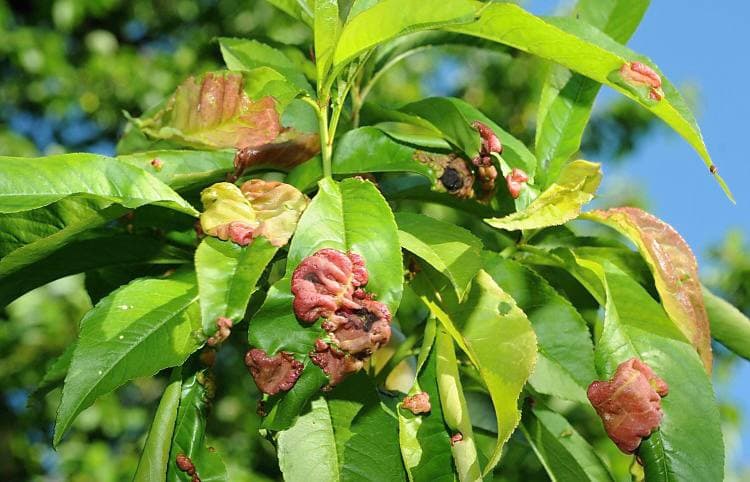 Курчавость листьев на персиковом дереве