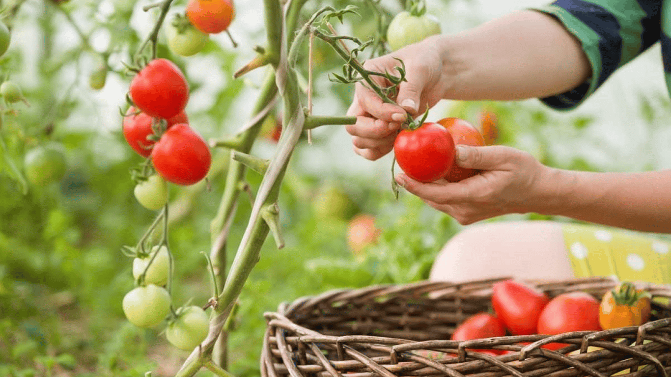 Чому на помідорах скручується листя — як врятувати врожай на городі