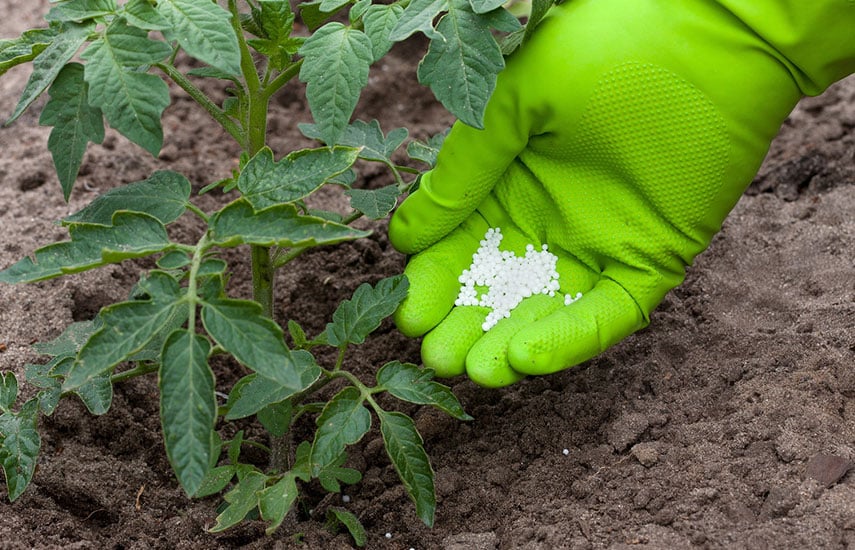 Подкормка томатов