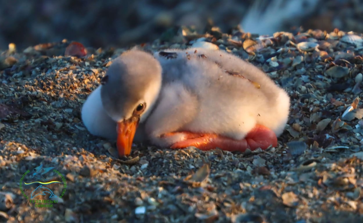 Пташеня фламінго