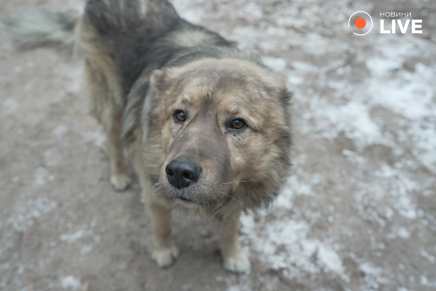 тварини на фронті