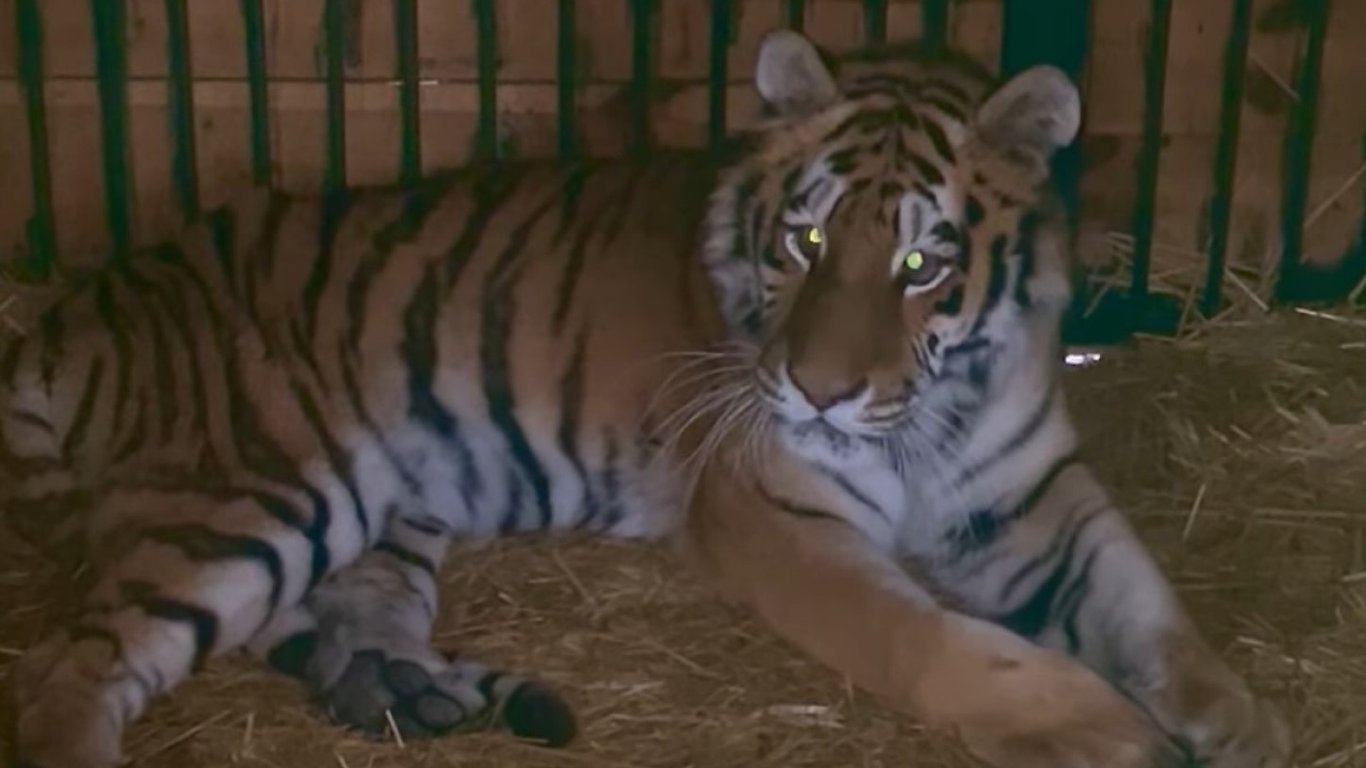 В Киевской области пострадала тигрица в результате атаки РФ