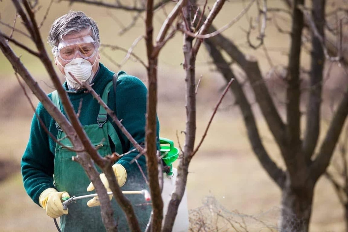 Чим обробити плодові дерева до весни для щедрого врожаю — поради садівників