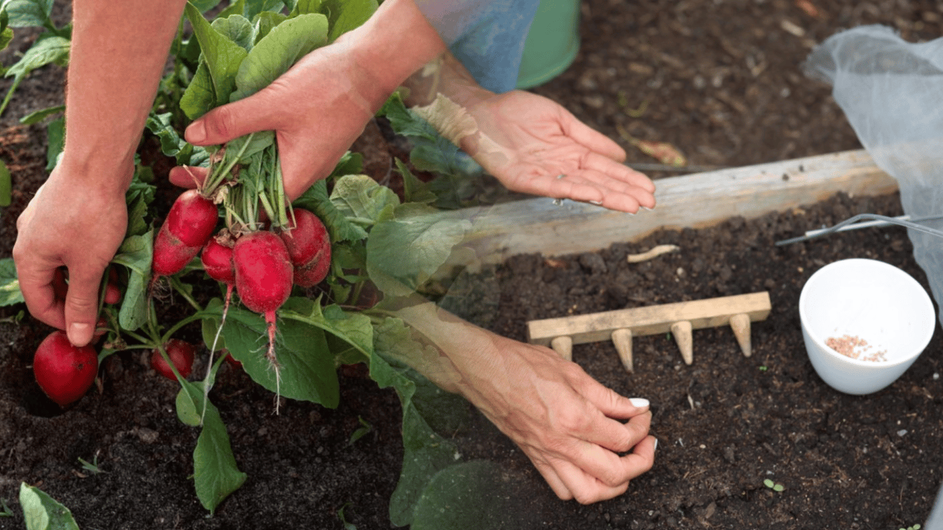 Яку редиску посіяти у квітні 2026: три найсолодші сорти