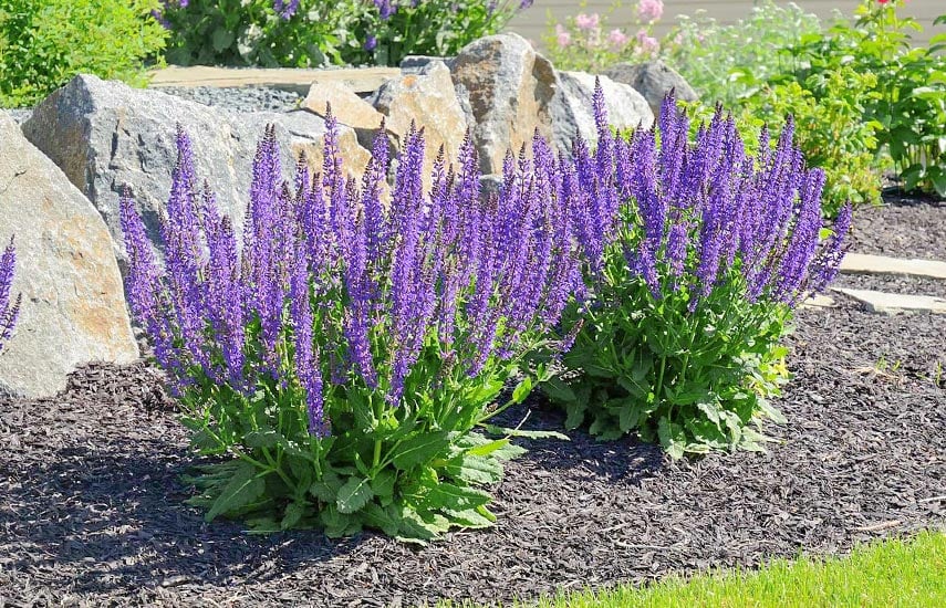 Две яркие лаванды в саду